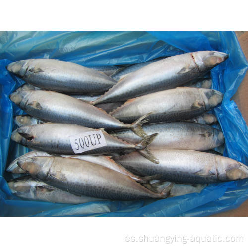 BQF Landfrozen Whole Round Pacific Mackerel Fish 300-500G